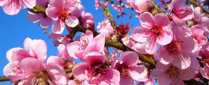 Paradisul de dincolo de Piersicii Infloriti