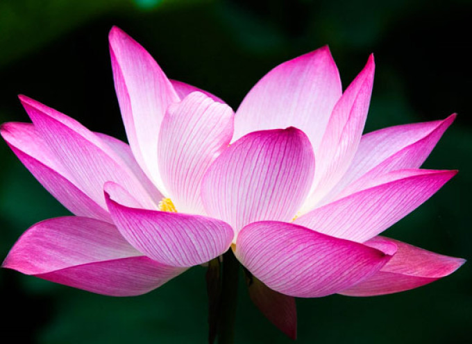 Intelepciune Antica: “Povestea Lotusului”