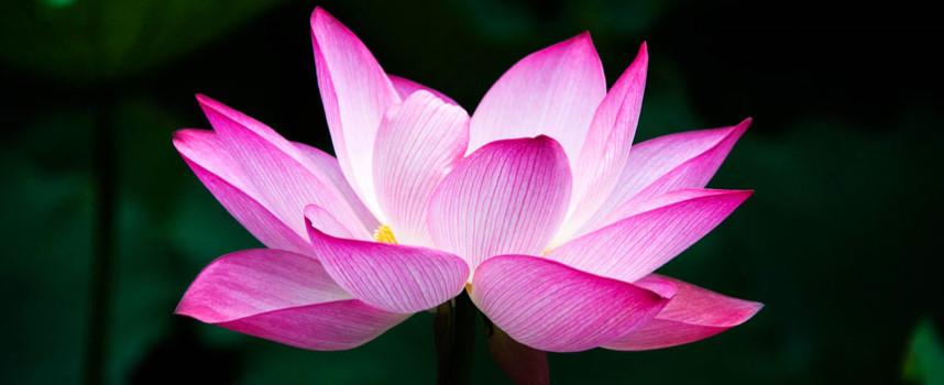 Intelepciune Antica: “Povestea Lotusului”